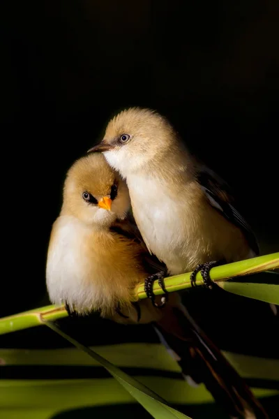 Uccelli Carini Sfondo Nero Natura Barbuto Reedling Panurus Biarmicus — Foto Stock