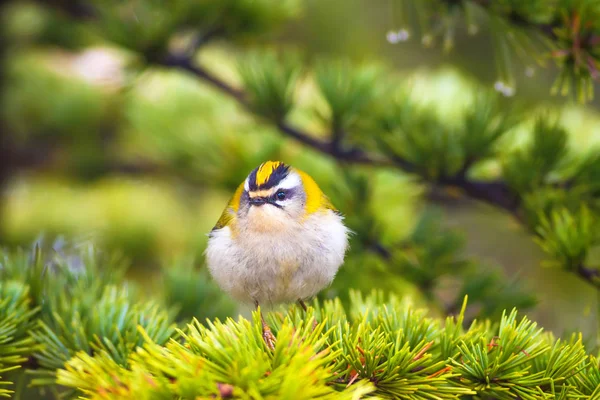 Joli Oiseau Goldcrest Nature Volumineuse Arrière Plan — Photo