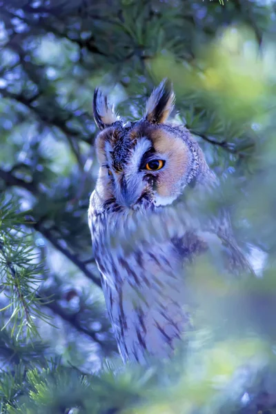 Forest and Owl. Green pine tree background.