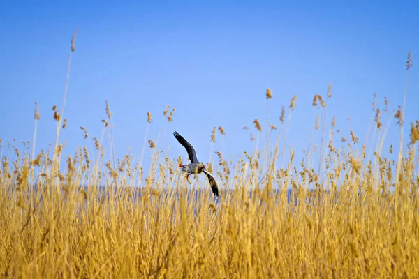 Flying Goose. Nature background. Greylag Goose Anser anser