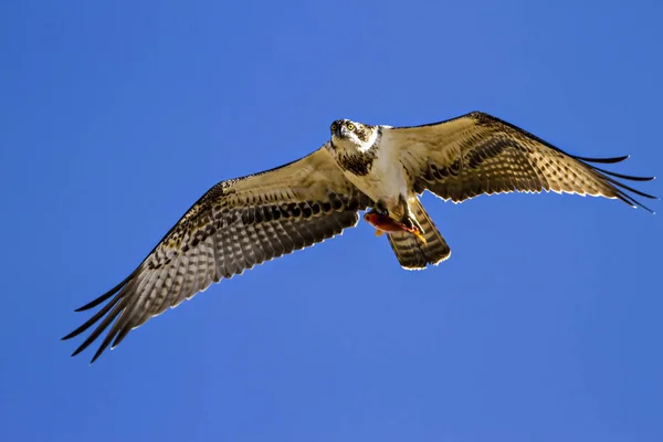 Flying Osprey Blue Sky Background Bird Western Osprey Pandion Haliaetus — Stock Photo, Image