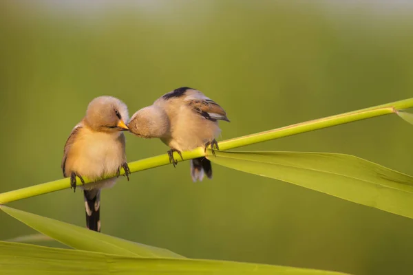 Romantic bird kissing. Green nature background. Bearded Reedling. Panurus biarmicus.