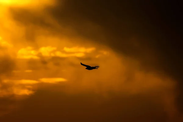 Latający Jastrzębia Gniazda Zachód Słońca Natura Tło Ptak Drapieżnych — Zdjęcie stockowe