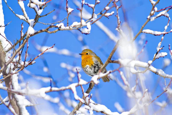 Lindo Pájaro Robin Aves Invierno Fondo Cielo Azul Robin Europeo — Foto de Stock