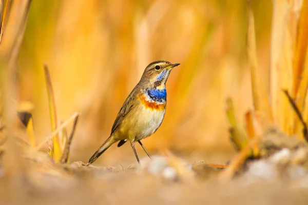 Cute Bird Yellow Nature Background Bluethroat Luscinia Svecica — Stock Photo, Image