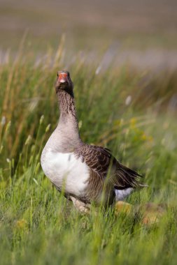 Kaz ailesi. Yeşil doğa habitat arka plan. Kuşlar: Greylag Goose. Anser anser.