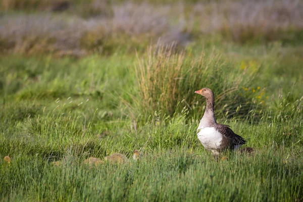 Família Goose Natureza Verde Habitat Fundo Pássaros Ganso Greylag Anser — Fotografia de Stock