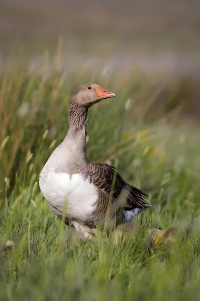 Goose family. Green nature habitat background. Birds: Greylag Goose. Anser anser.