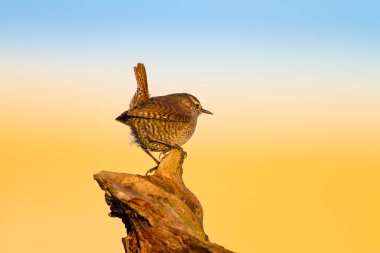 Sevimli küçük kuş. Sarı doğa arka planı. Kuşlar: Avrasya Çit Troglodytes troglodytes.