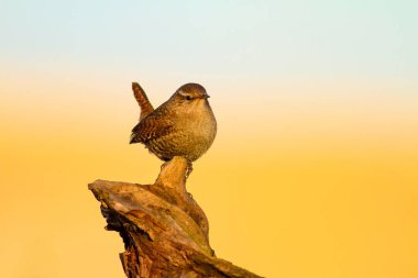 Sevimli küçük kuş. Sarı doğa arka planı. Kuşlar: Avrasya Çit Troglodytes troglodytes.