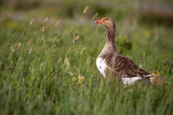 Goose family. Green nature habitat background. Birds: Greylag Goose. Anser anser.