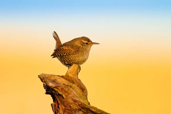 Roztomilá Ptáčku Žluté Přírodní Pozadí Ptáci Eurasijský Wren Troglodytes Troglodytes — Stock fotografie