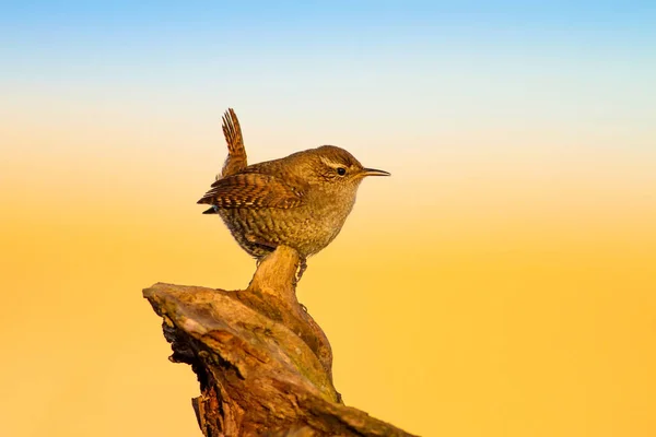 かわいい鳥黄色の自然の背景 ユーラシアレントログロダイテストログロダイト — ストック写真