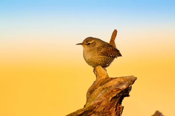 Roztomilá Ptáčku Žluté Přírodní Pozadí Ptáci Eurasijský Wren Troglodytes Troglodytes — Stock fotografie