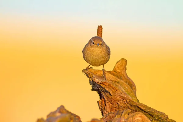 Симпатичная Птичка Желтый Фон Природы Птицы Eurasian Wren Troglodytes Troglodytes — стоковое фото