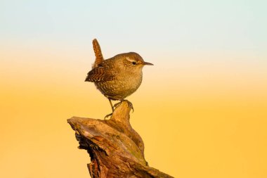 Sevimli küçük kuş. Sarı doğa arka planı. Kuşlar: Avrasya Çit Troglodytes troglodytes.