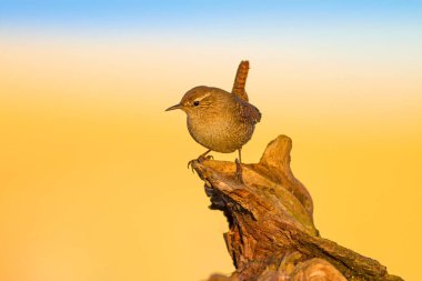 Sevimli küçük kuş. Sarı doğa arka planı. Kuşlar: Avrasya Çit Troglodytes troglodytes.