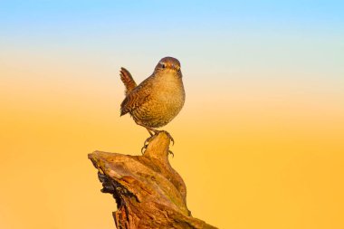 Sevimli küçük kuş. Sarı doğa arka planı. Kuşlar: Avrasya Çit Troglodytes troglodytes.