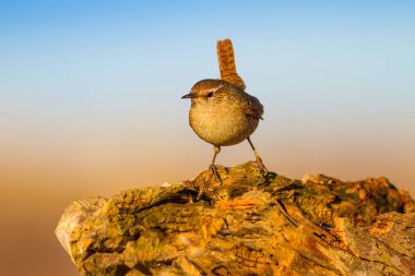Sevimli küçük kuş. Sarı doğa arka planı. Kuşlar: Avrasya Çit Troglodytes troglodytes.
