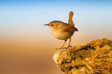 Sevimli küçük kuş. Sarı doğa arka planı. Kuşlar: Avrasya Çit Troglodytes troglodytes.