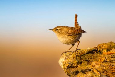 Sevimli küçük kuş. Sarı doğa arka planı. Kuşlar: Avrasya Çit Troglodytes troglodytes.