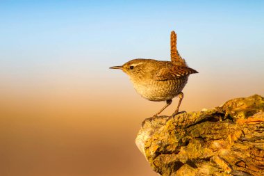 Sevimli küçük kuş. Sarı doğa arka planı. Kuşlar: Avrasya Çit Troglodytes troglodytes.