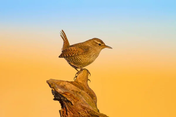 Lindo Pajarito Fondo Naturaleza Amarilla Aves Trogloditas Berenjenas Euroasiáticas Trogloditas —  Fotos de Stock