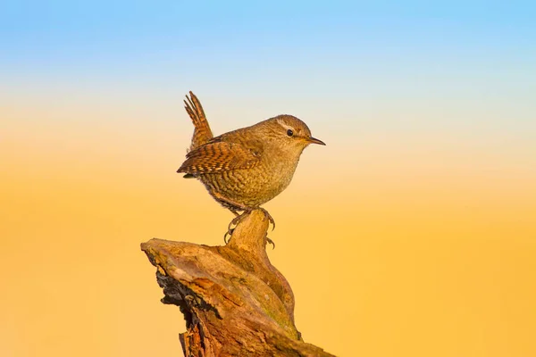 Roztomilá Ptáčku Žluté Přírodní Pozadí Ptáci Eurasijský Wren Troglodytes Troglodytes — Stock fotografie