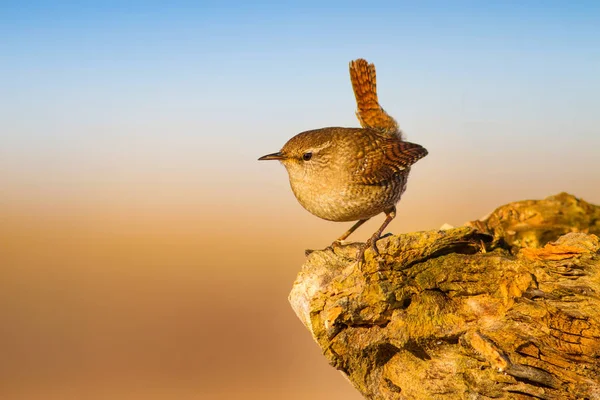 Lindo Pajarito Fondo Naturaleza Amarilla Aves Trogloditas Berenjenas Euroasiáticas Trogloditas —  Fotos de Stock