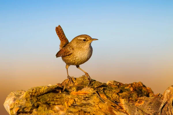 Joli Petit Oiseau Fond Nature Jaune Oiseaux Troglodytes Troglodytes Troglodytes — Photo