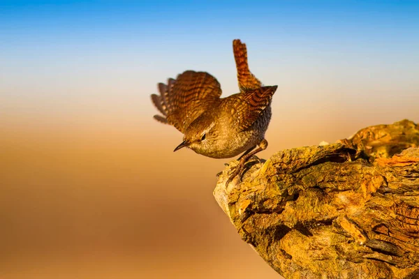 Niedlicher Kleiner Vogel Gelber Natur Hintergrund Vögel Zaunkönig Troglodytes Troglodytes — Stockfoto