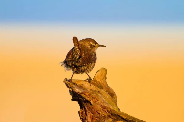 かわいい鳥黄色の自然の背景 ユーラシアレントログロダイテストログロダイト — ストック写真