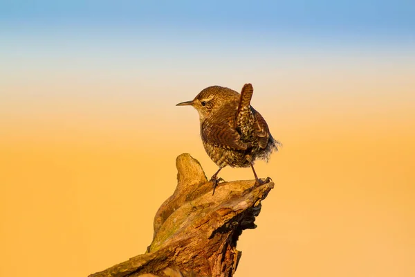 Симпатичні Маленькі Птахи Жовта Натура Фону Птахи Євразійський Тростян — стокове фото