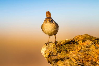 Sevimli küçük kuş. Sarı doğa arka planı. Kuşlar: Avrasya Çit Troglodytes troglodytes.