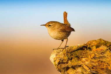 Sevimli küçük kuş. Sarı doğa arka planı. Kuşlar: Avrasya Çit Troglodytes troglodytes.