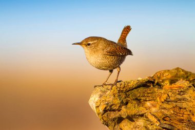 Sevimli küçük kuş. Sarı doğa arka planı. Kuşlar: Avrasya Çit Troglodytes troglodytes.