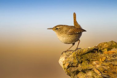 Sevimli küçük kuş. Sarı doğa arka planı. Kuşlar: Avrasya Çit Troglodytes troglodytes.