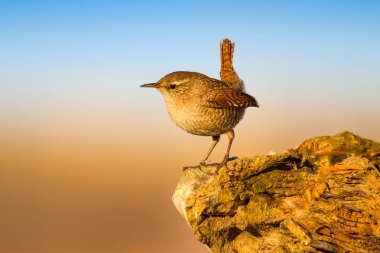 Sevimli küçük kuş. Sarı doğa arka planı. Kuşlar: Avrasya Çit Troglodytes troglodytes.