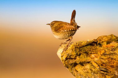 Sevimli küçük kuş. Sarı doğa arka planı. Kuşlar: Avrasya Çit Troglodytes troglodytes.
