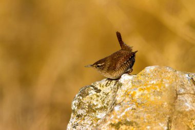 Sevimli küçük kuş. Sarı doğa arka planı. Kuşlar: Avrasya Çit Troglodytes troglodytes.