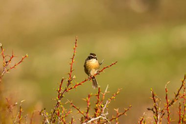 Sevimli küçük kuş. Yeşil doğa arka planı. Kuş: Raddes Accentor. Prunella oculari. Kayseri aladağlar Türkiye.