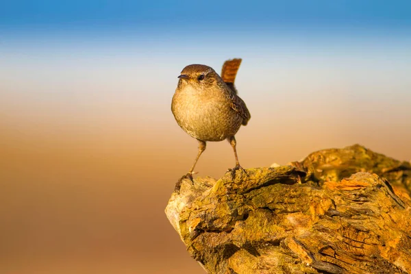 可爱的小鸟黄色自然背景 欧亚雷恩特罗格洛迪特特龙 — 图库照片