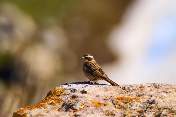 Cute Małego Ptaka Zielone Tło Przyrodnicze Ptak Raddes Accentor Systematyka — Zdjęcie stockowe