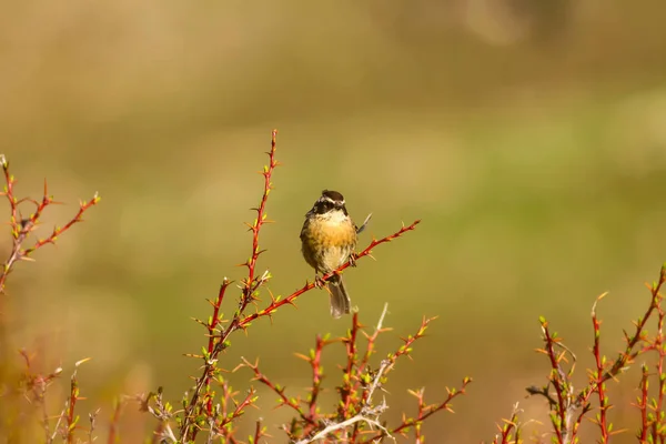 Cute Little Bird Green Nature Background Bird Raddes Accentor Prunella — Stock Photo, Image