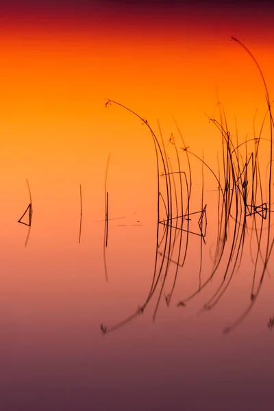 Nature Colorée Résumé Fond Nature Aquatique Plantes Réflexions Dans Eau — Photo