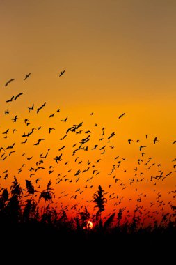 Doğa ve kuşlar. Uçan kuşlar. Günbatımı ılık renkler. Doğa geçmişi. Kuşlar: Starling 'de yaygın. Sturnus vulgaris..