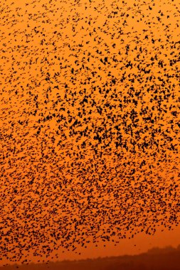 Doğa ve kuşlar. Uçan kuşlar. Günbatımı ılık renkler. Doğa geçmişi. Kuşlar: Starling 'de yaygın. Sturnus vulgaris..