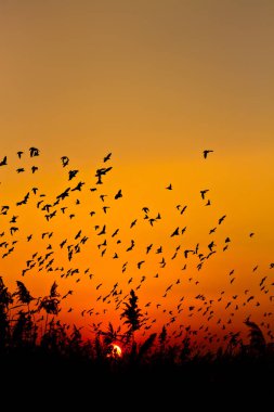Doğa ve kuşlar. Uçan kuşlar. Günbatımı ılık renkler. Doğa geçmişi. Kuşlar: Starling 'de yaygın. Sturnus vulgaris..