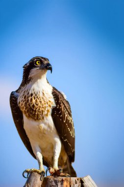 Vahşi kuş kartalı. Doğa arka planı. Kuş: Batı Osprey. Pandion haliaetus.  