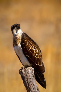 Vahşi kuş kartalı. Doğa arka planı. Kuş: Batı Osprey. Pandion haliaetus.  
